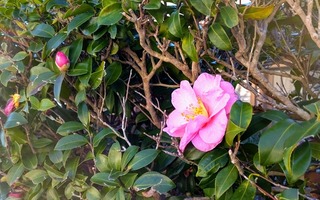 DSC_0068~2.JPG