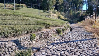 DSC_0117.JPG