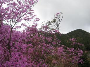 IMG_1420.jpg